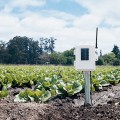 Nadajnik zwilżenie liścia, wilgotność gleby, temperatura Davis bezprzewodowy (6345)